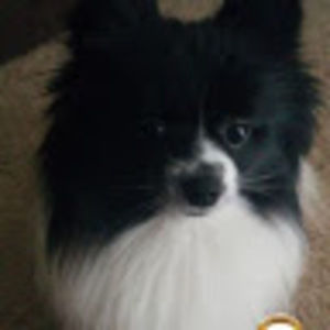 Meet your Posher, Susie